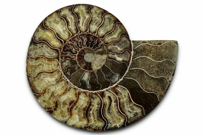 Cut & Polished Ammonite Fossil (Half) - Madagascar #347837